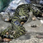 One of the green anacondas at the Thiruvananthapuram zoo.