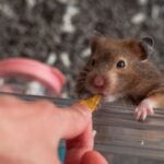 pets, COVID-19 , ACE-2, World Organization for Animal Health ,