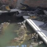 40 crocodiles kill Cambodian man after he falls into enclosure