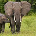A 70-year-old woman in Idukki, Kerala was killed by a wild elephant while grazing her sheep.