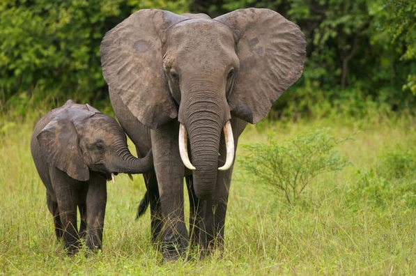 A 70-year-old woman in Idukki, Kerala was killed by a wild elephant while grazing her sheep.