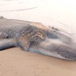whale, Palghar district, Arnala beach, Maharashtra