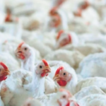 The farms in the infected areas will not be allowed to re-stock poultry during the ban period.