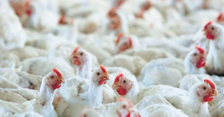 The farms in the infected areas will not be allowed to re-stock poultry during the ban period.