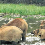 Between 2015 and 2023, 845 elephant deaths were recorded in Kerala’s forests.