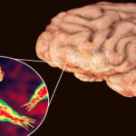 Brain-Eating Amoeba in Kerala: 2 More Deaths, Infant Among Victims